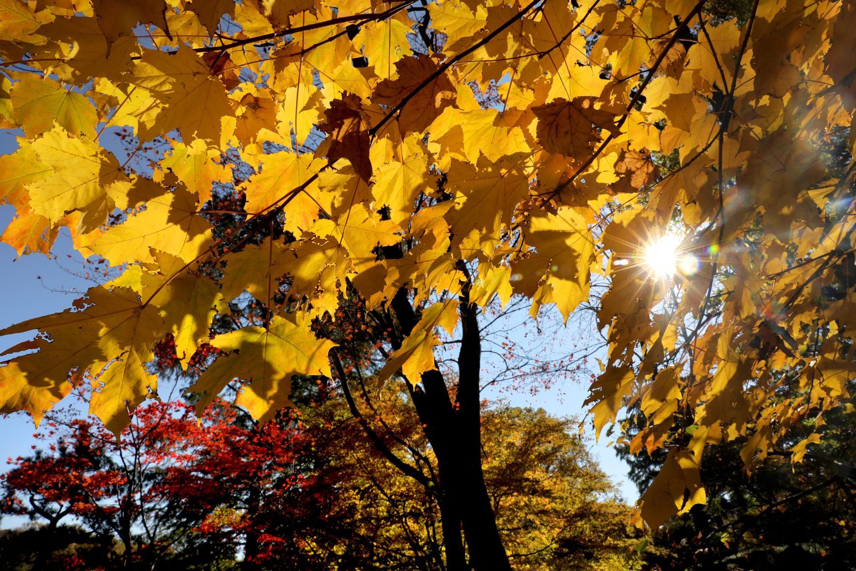 Fall colors remain at MoBot during final days of tree week